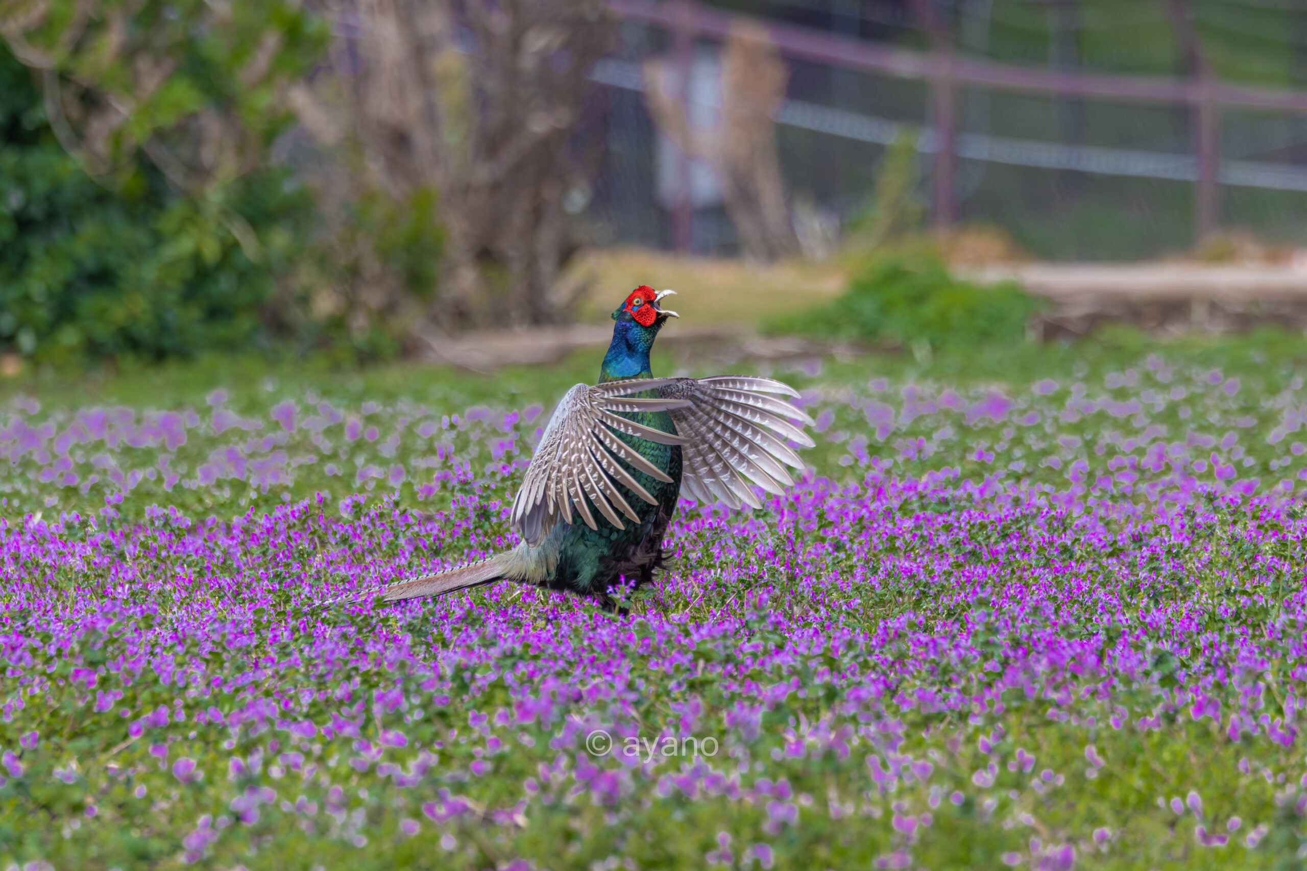 野鳥の愛らしさをそっと写す－ Canon EOS R7とともに歩む、ayanoさんの“鳥撮り”ライフ