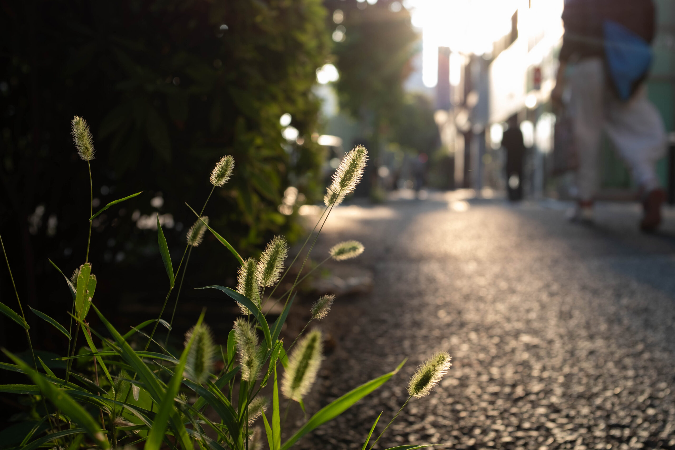 クラシカルな魅力を楽しむ。FUJIFILMX100Fレビュー