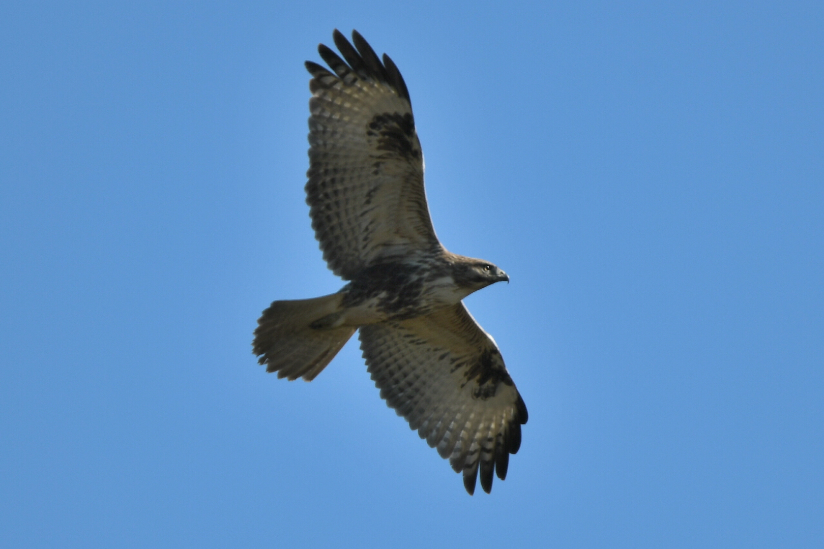 【法政大学写真研究会×アールイーカメラ】機動力特化!! APS-C最強一眼レフ:Nikon D500/牧野 由幸