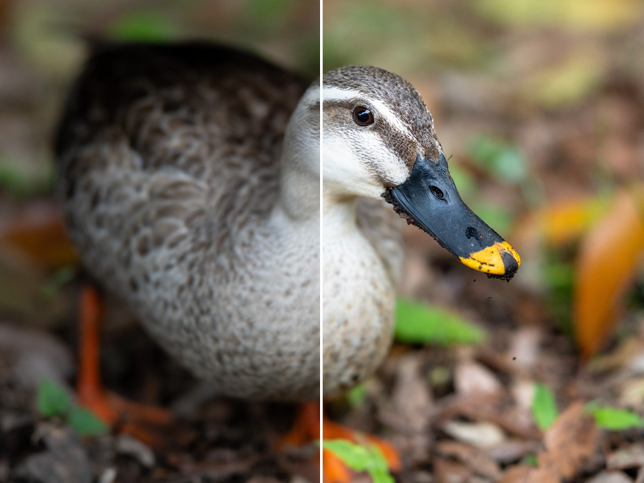 初心者でも簡単！RAW現像で写真を美しく仕上げる方法とポイントを解説