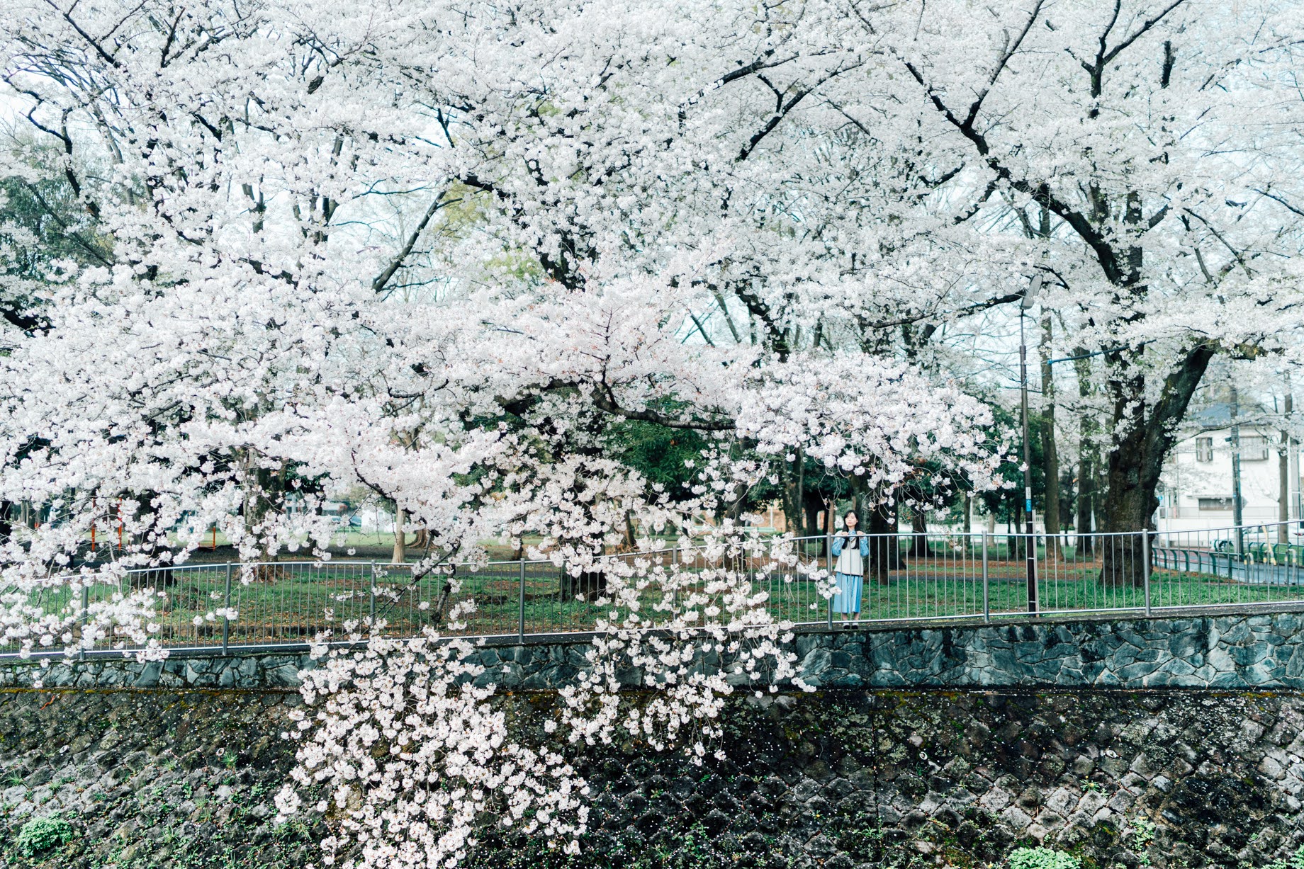 風や空気まで写し込む。季節と人物を重ねるポートレート表現  フォトグラファー Y.OHNOさん インタビュー