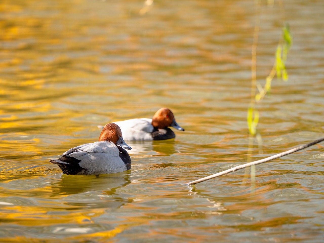 望遠レンズで遠くの被写体を切り取る！初心者向けシーン別テクニック解説